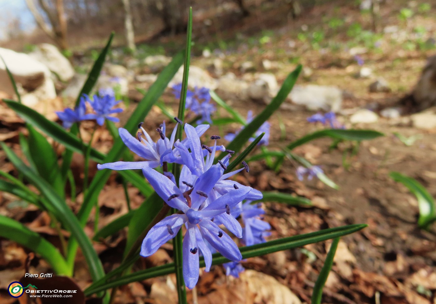 12 Scilla bifolia (Scilla silvestre).JPG